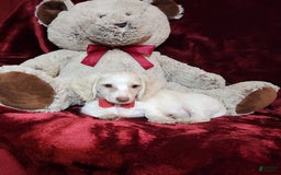 Miniature Dachshund dogs for sale: YETI - Image 2