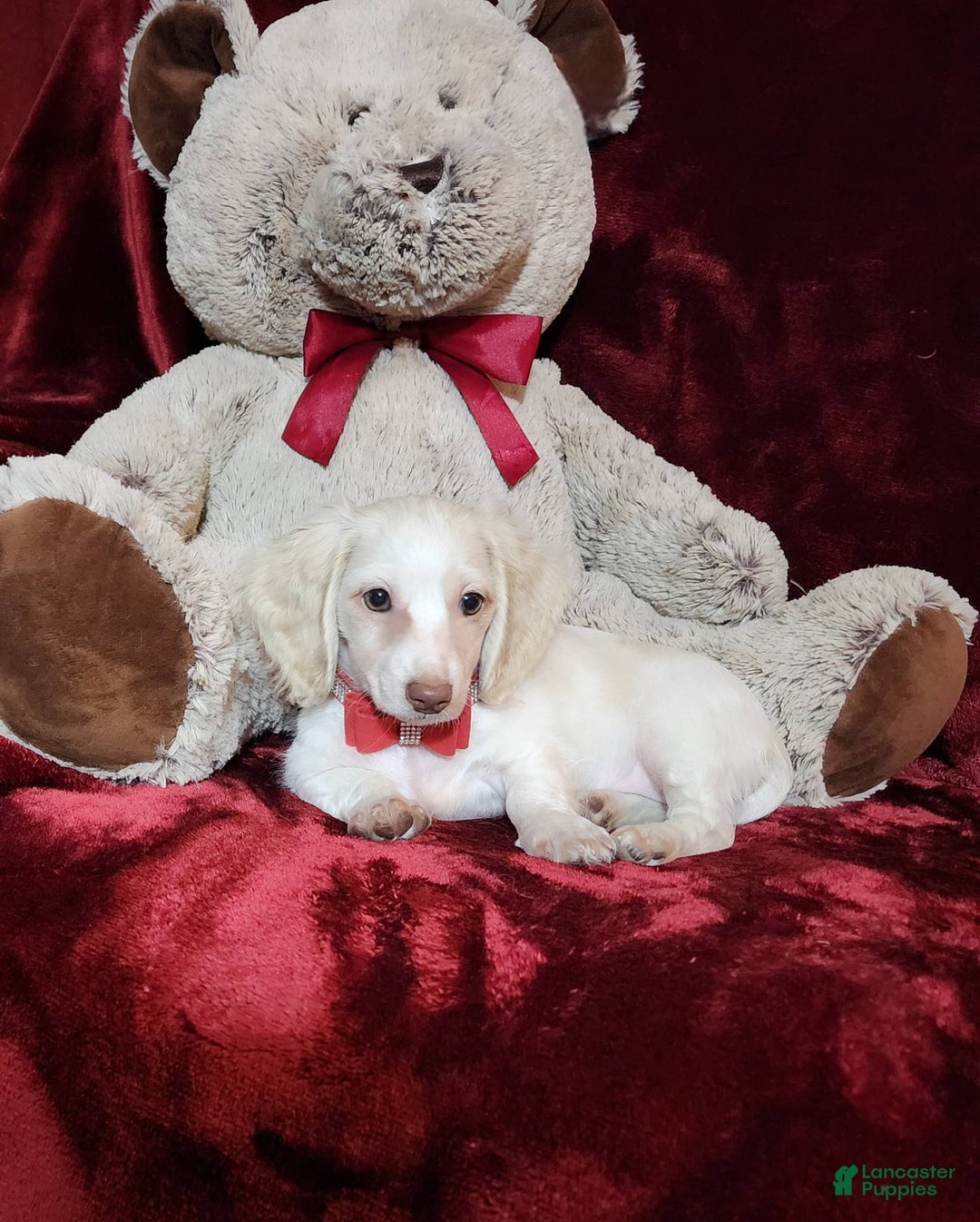 Miniature Dachshund dogs for sale: YETI - Image 2