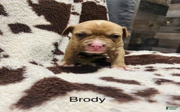 American Bully dogs for sale: Brody - Image 3