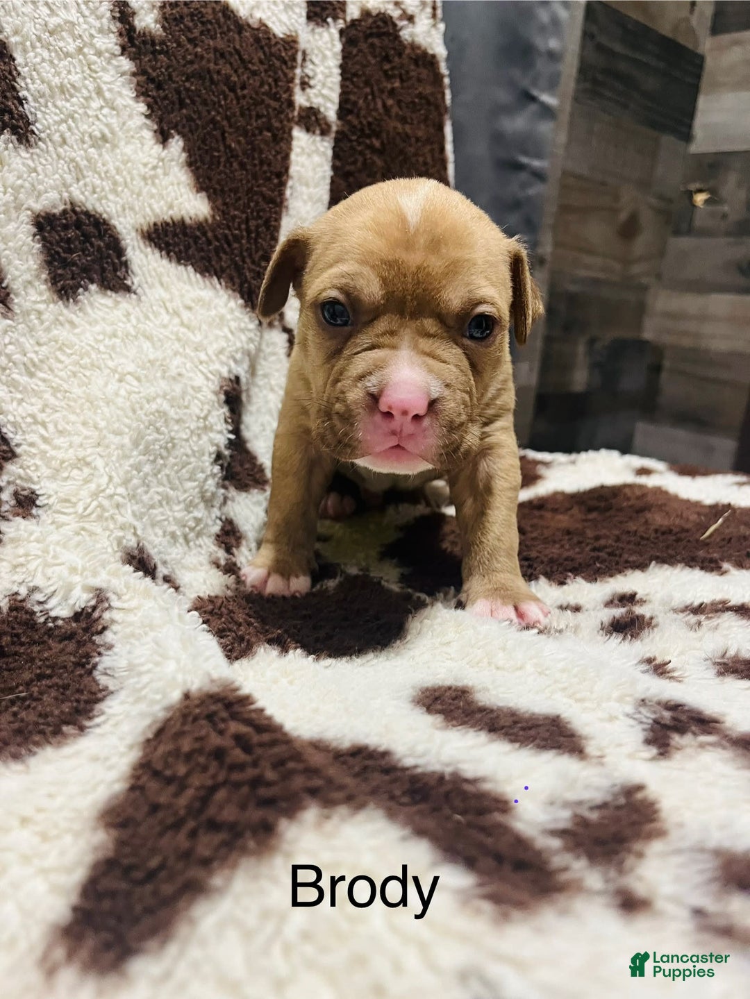 American Bully dogs for sale: Brody - Image 3