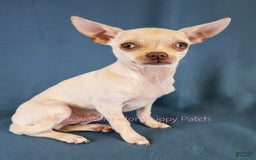 Chihuahua dogs for sale: Krypto - Image 1