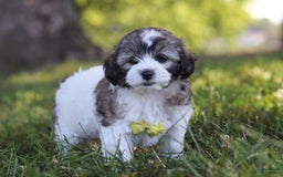 Shihpoo dogs for sale: Luca - Image 5