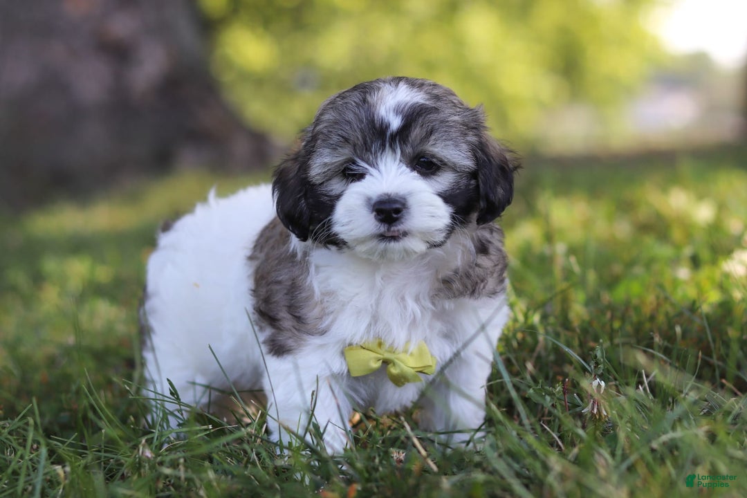 Shihpoo dogs for sale: Luca - Image 5