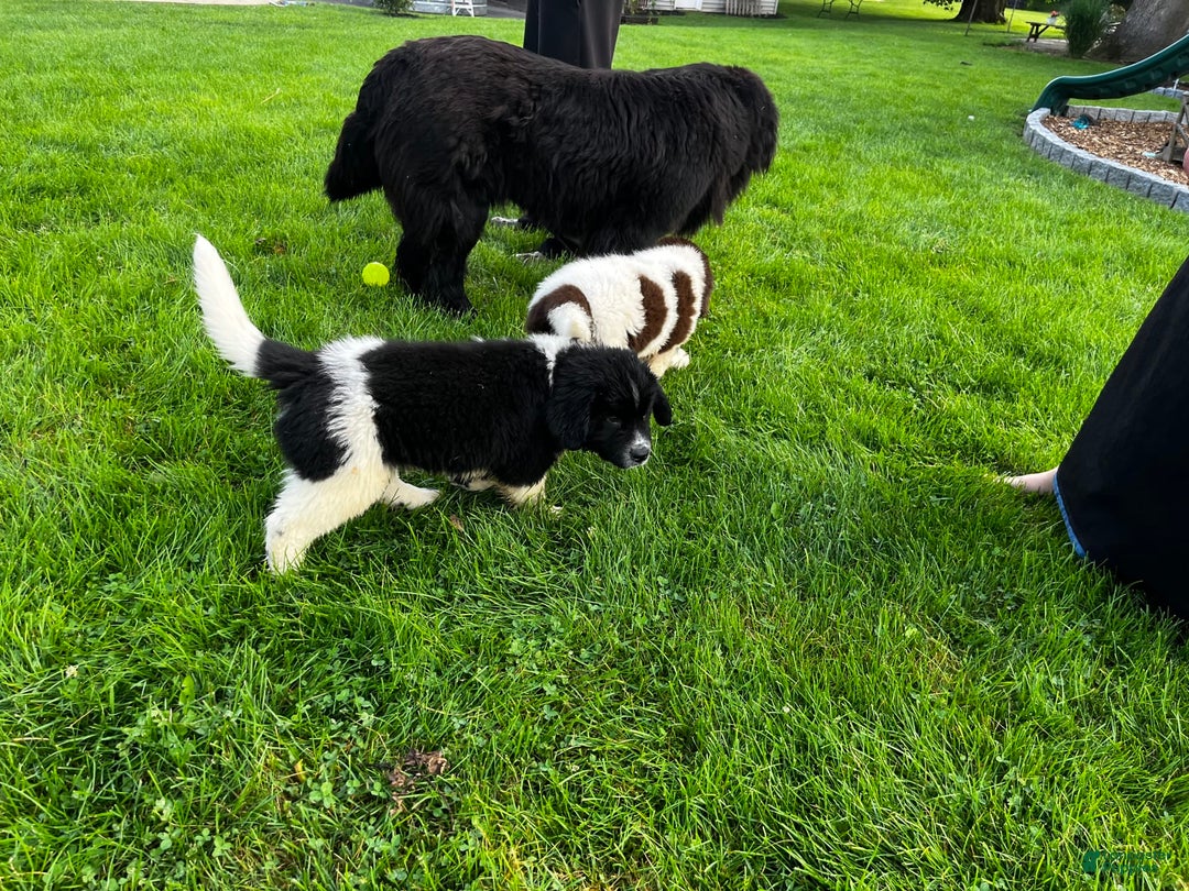 Newfoundland dogs for sale: Bonnie❤️akc❤️ - Image 7