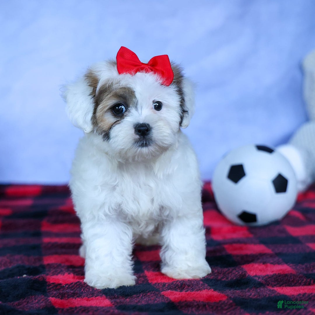 Shihpoo dogs for sale: Sage - Image 18