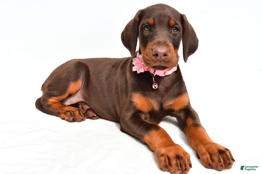 Doberman Pinscher dogs for sale: Macey - Image 3