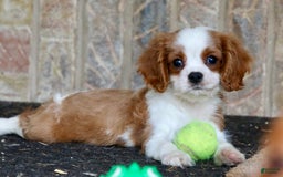 Cavalier King Charles Spaniel dogs for sale: Loki - Image 7