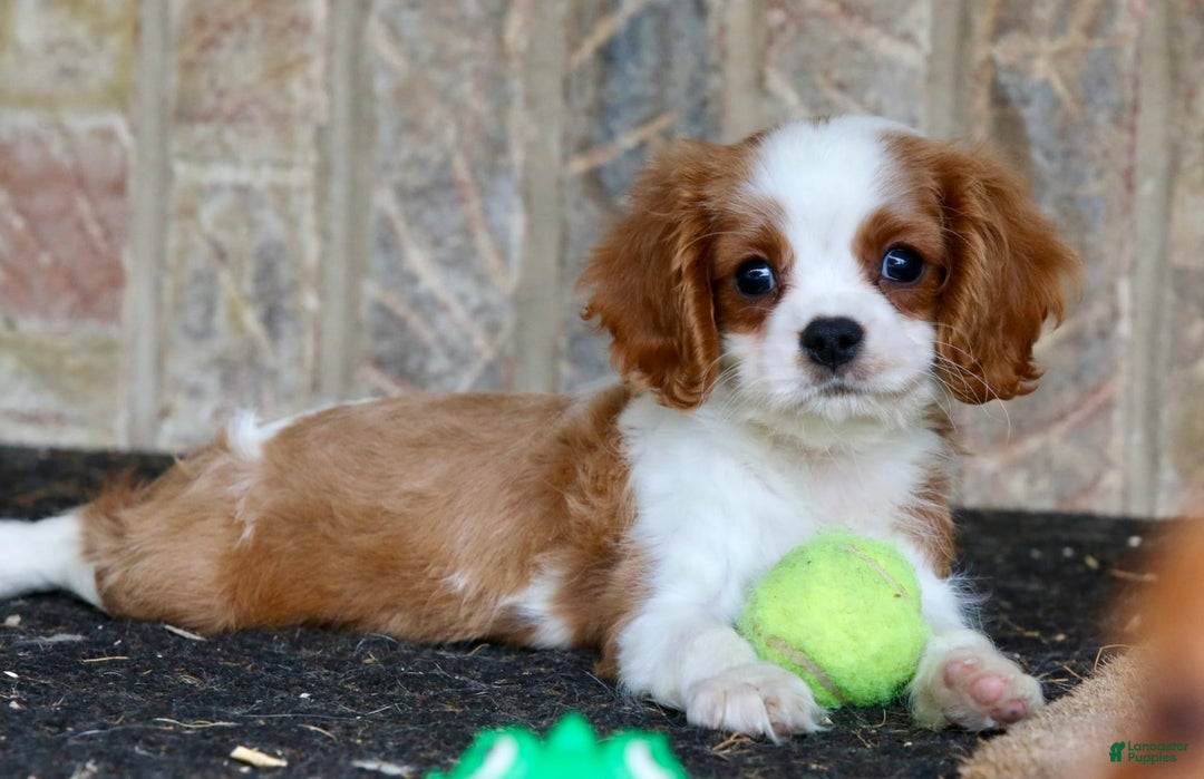 Cavalier King Charles Spaniel dogs for sale: Loki - Image 7