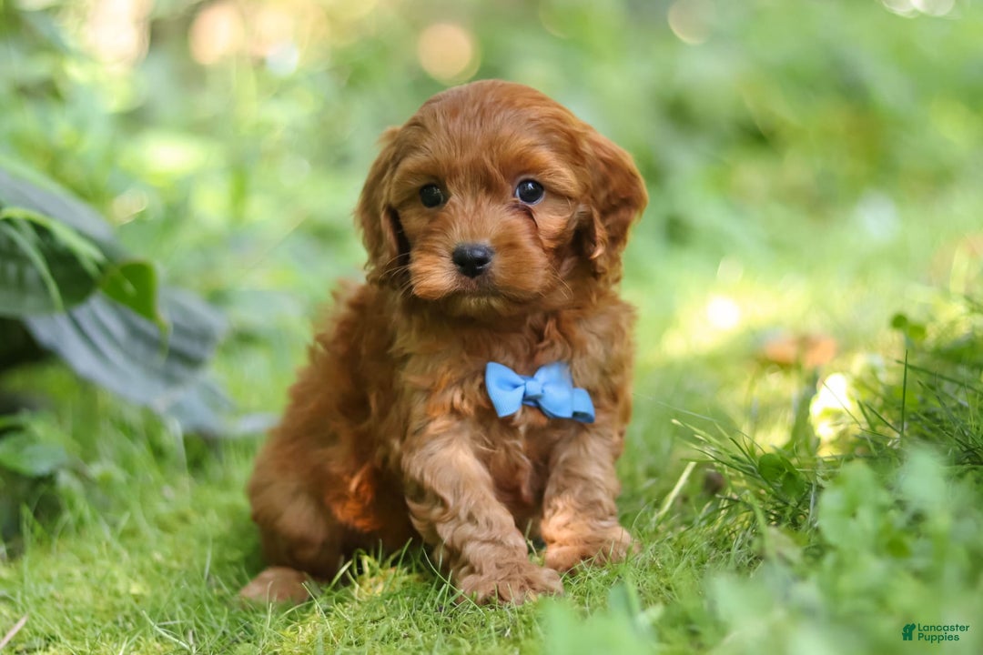Cavapoo dogs for sale: Jude - Image 3