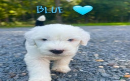 Old English Sheepdog dogs for sale: Blue - Image 1
