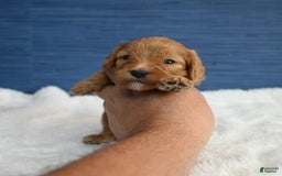 Cavapoo dogs for sale: King - Image 2