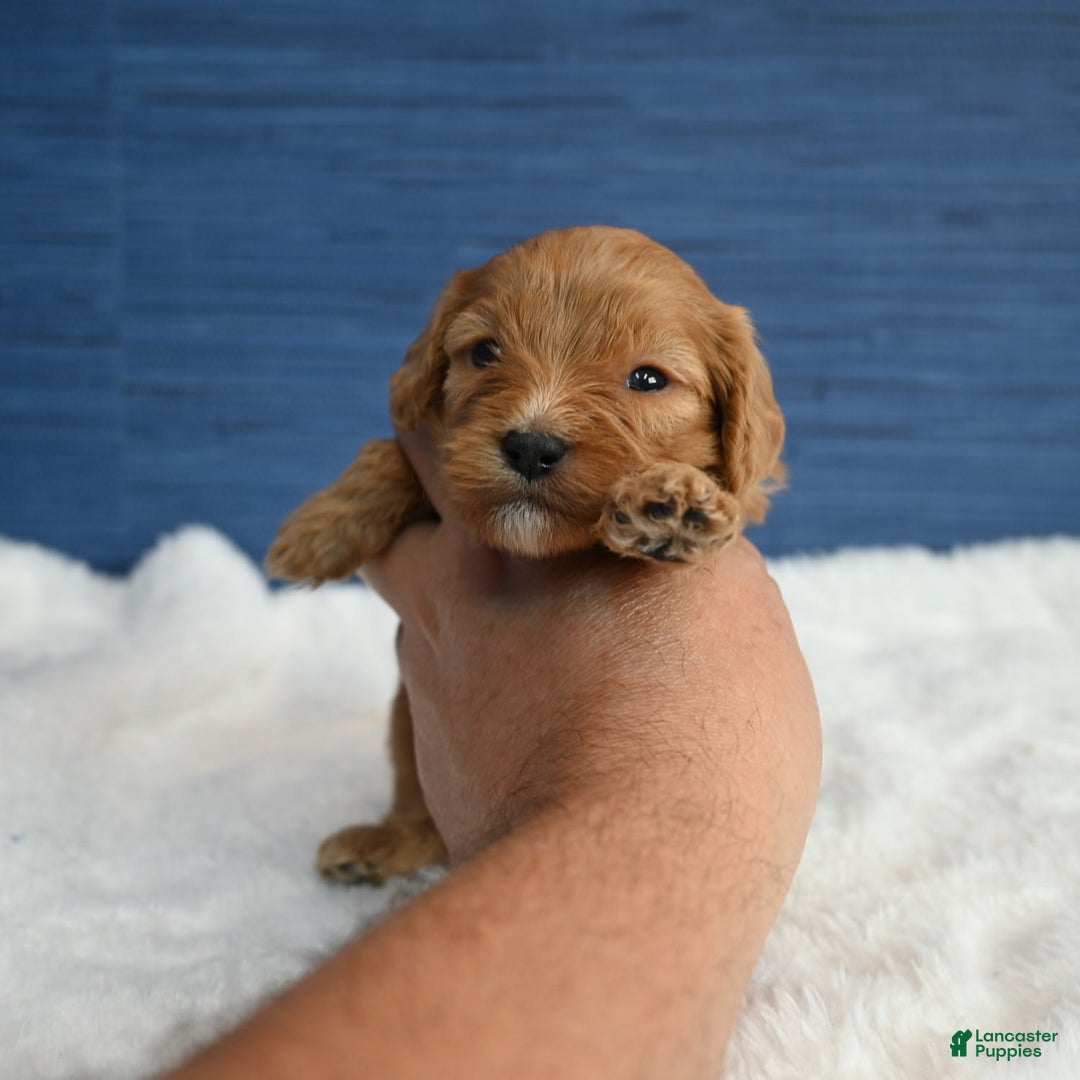 Cavapoo dogs for sale: King - Image 2