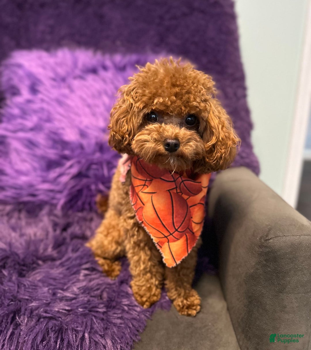 Cavapoo dogs for sale: Lucas - Image 5