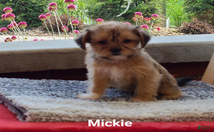 Shorkie dogs - Advert 19