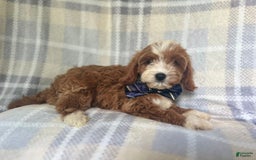 Cavapoo dogs for sale: Spike - Image 3