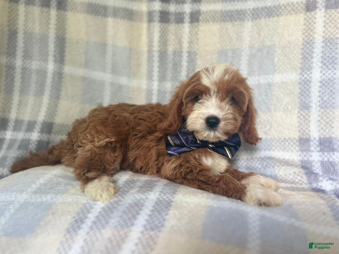 Cavapoo dogs for sale: Spike - Image 3