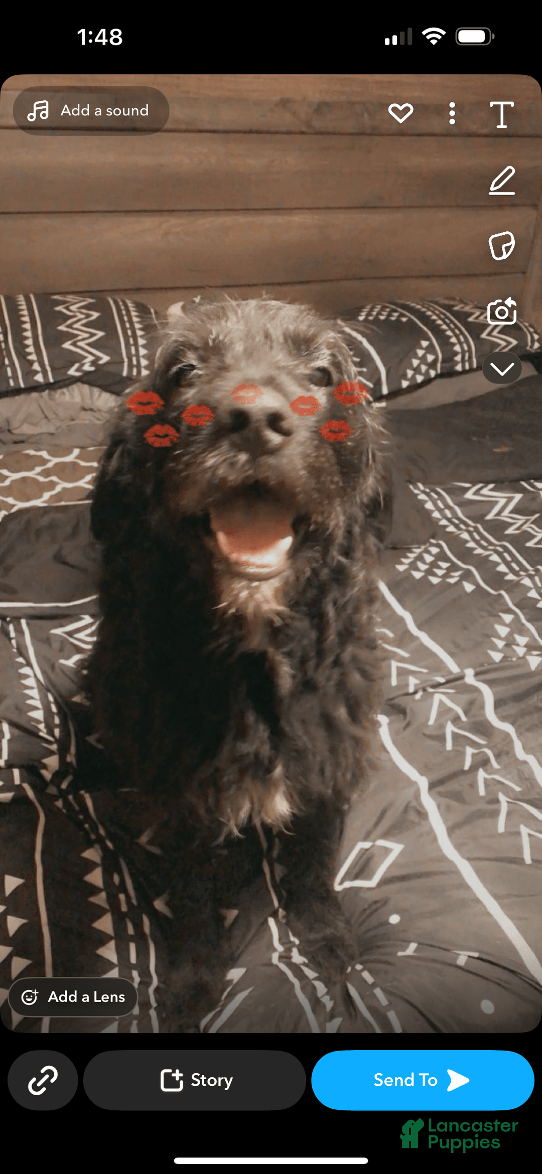 Labradoodle dogs for sale: Kaycee - Image 3