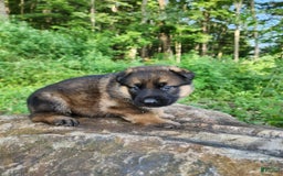 German Shepherd dogs for sale: Kaja - Image 1