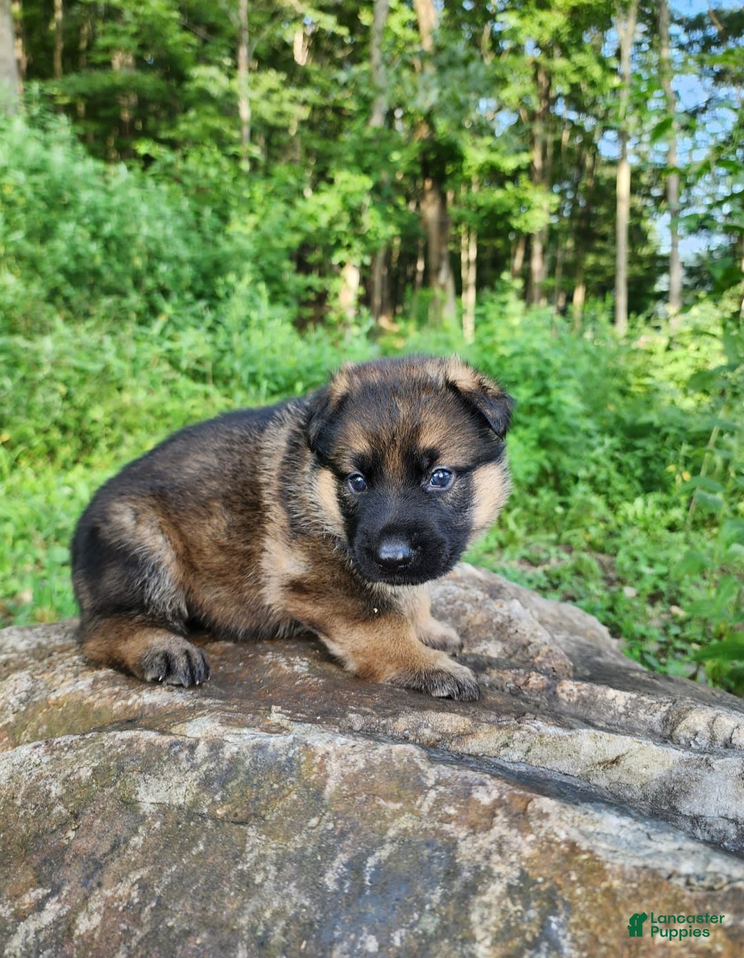 German Shepherd dogs for sale: Kaja - Image 1