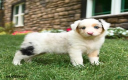 Australian Shepherd dogs for sale: Australian Shepherd 10 puppies - Image 9