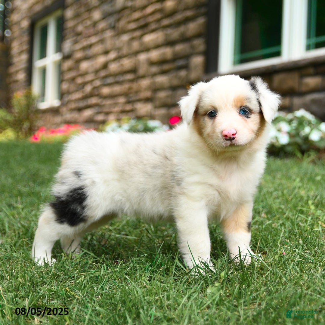 Australian Shepherd dogs for sale: Australian Shepherd 10 puppies - Image 9