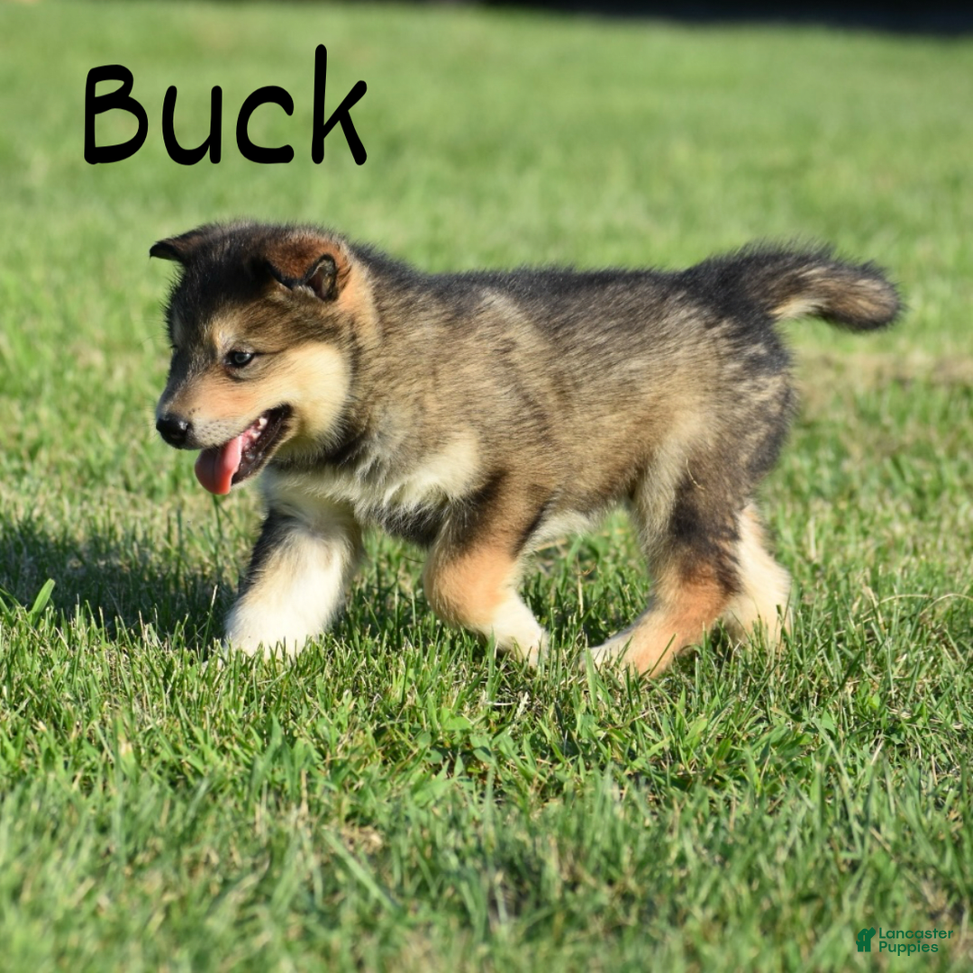 Alaskan Malamute dogs for sale: Bronco - Image 3