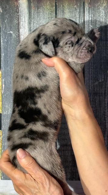 Great Dane dogs for sale: Kevin - Black Merle - Image 4