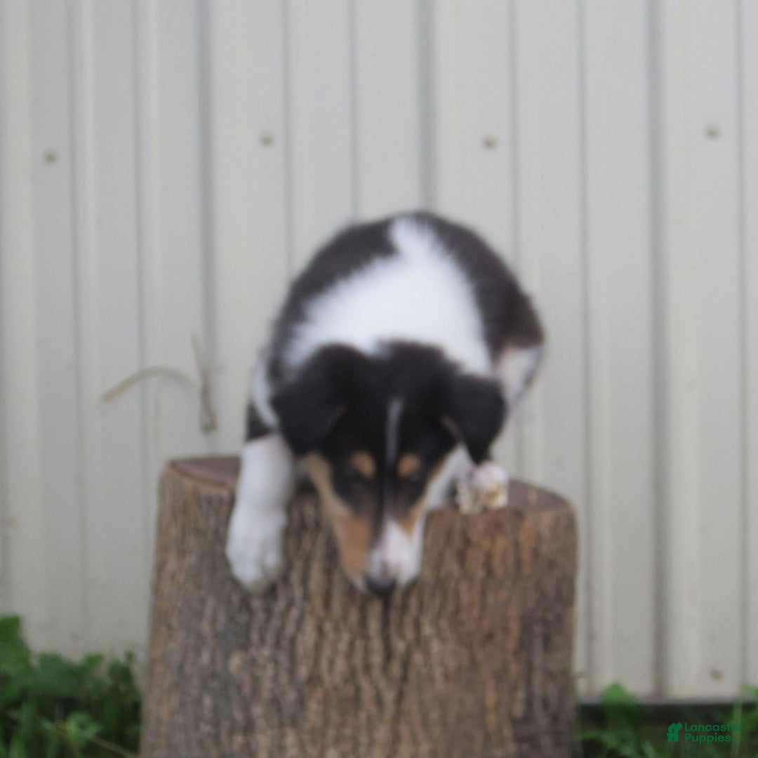 Collie dogs for sale: Atkin - Image 4