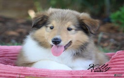 categoriesInfo:categoryAttributeOptions.pets.dogs.breed.roughCollie dogs for sale: Kelly - Image 12