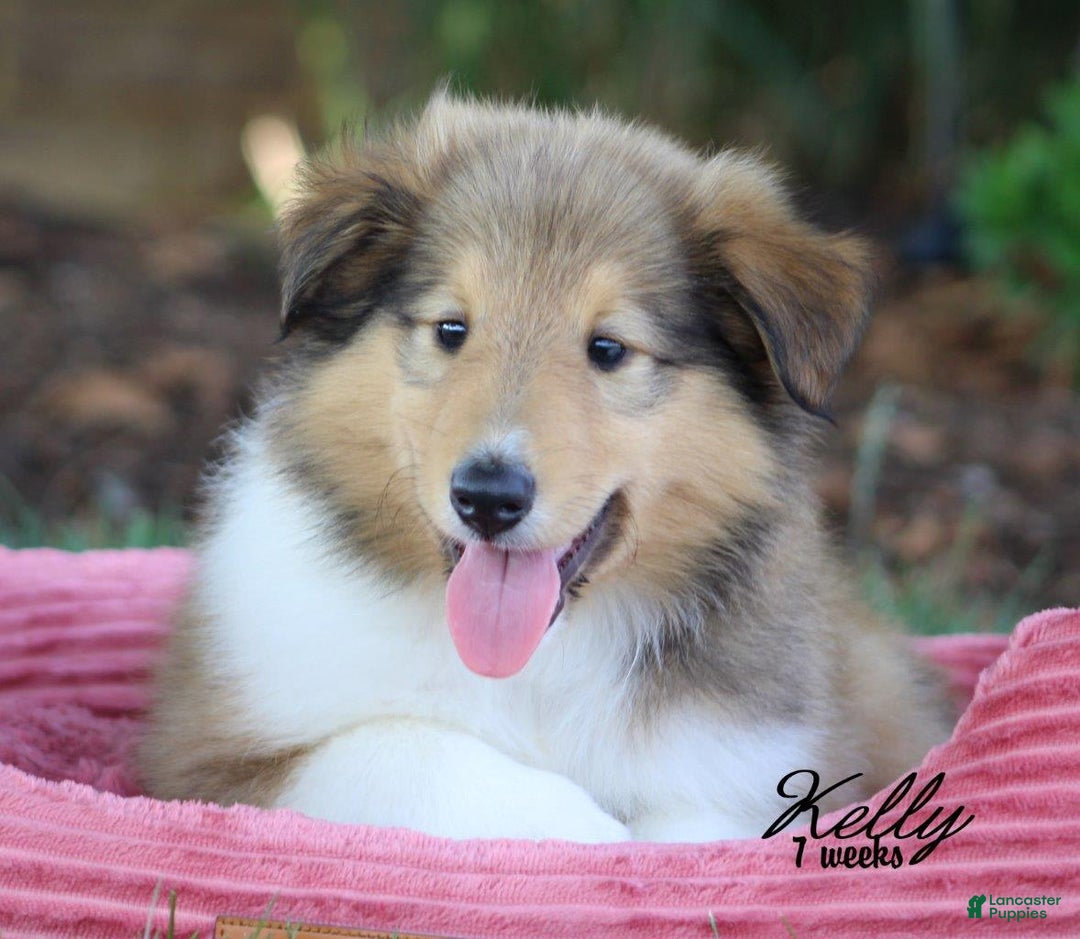 categoriesInfo:categoryAttributeOptions.pets.dogs.breed.roughCollie dogs for sale: Kelly - Image 12