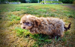 Havapoo dogs for sale: Jazzy - Image 12