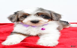 Mini Aussiedoodle dogs for sale: Lily - Image 7