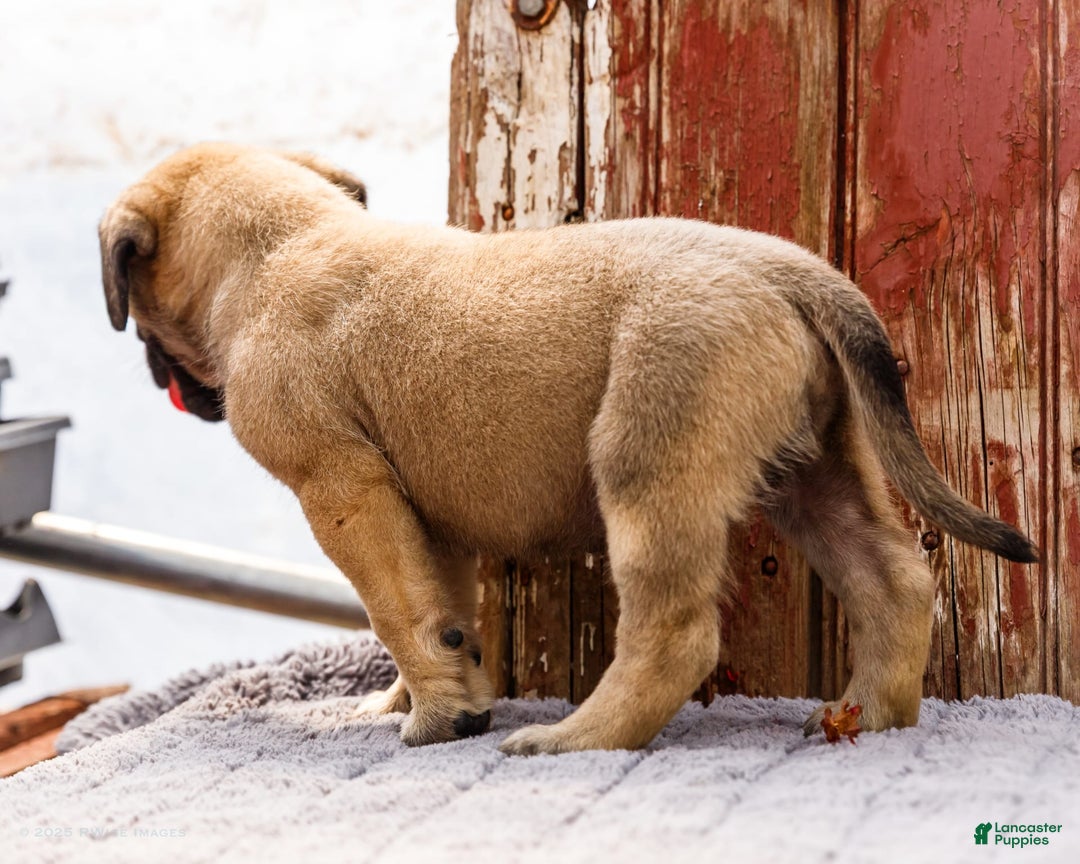 English Mastiff dogs for sale: Horace - Image 22