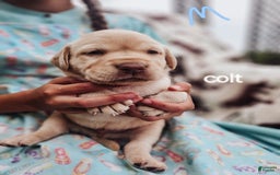 Labrador Retriever dogs for sale: Colt - Image 3