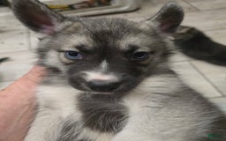 Gerberian Shepsky dogs for sale: Korra - Image 5