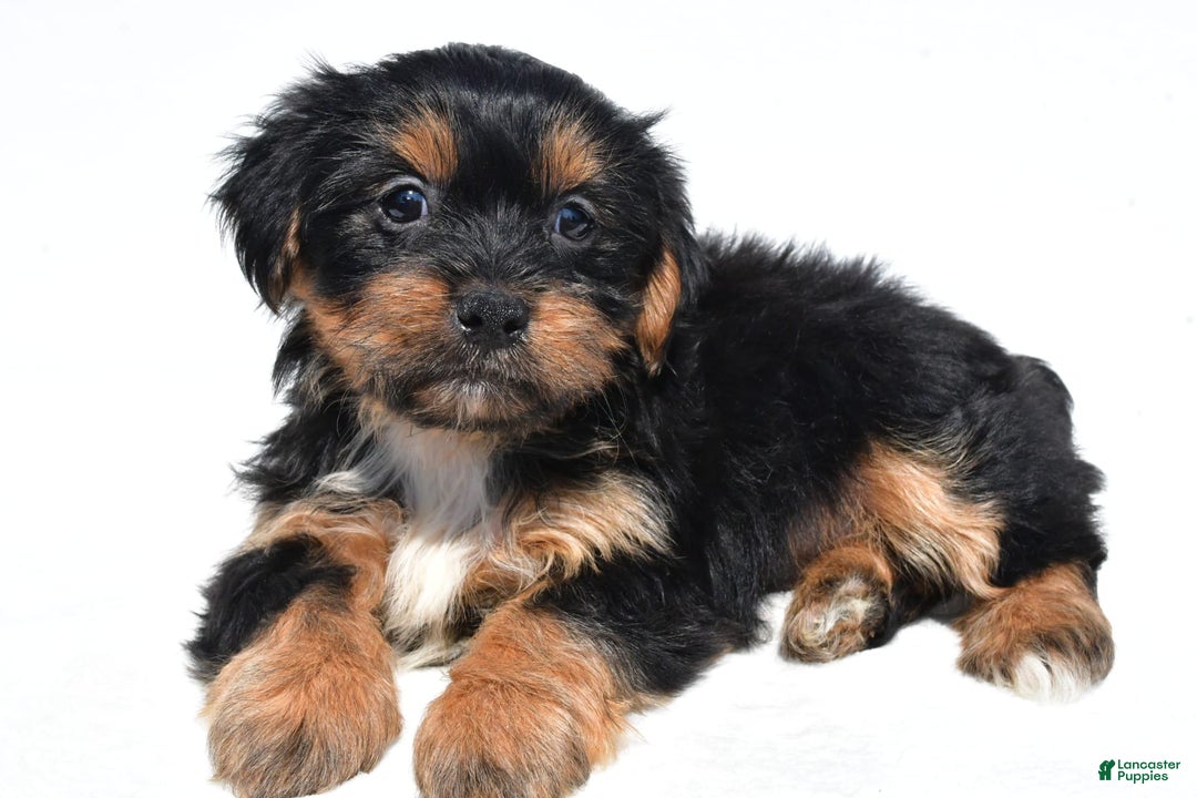 Shorkie dogs for sale: Winnie - Image 1
