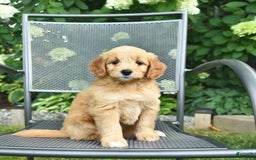 Mini Goldendoodle dogs for sale: Lainey - Image 5