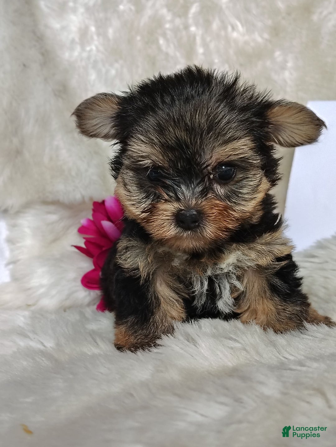 Yorkshire Terrier dogs for sale: Venessa - Image 1