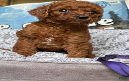Standard Poodle dogs for sale: Georgette Purple Collar - Image 3