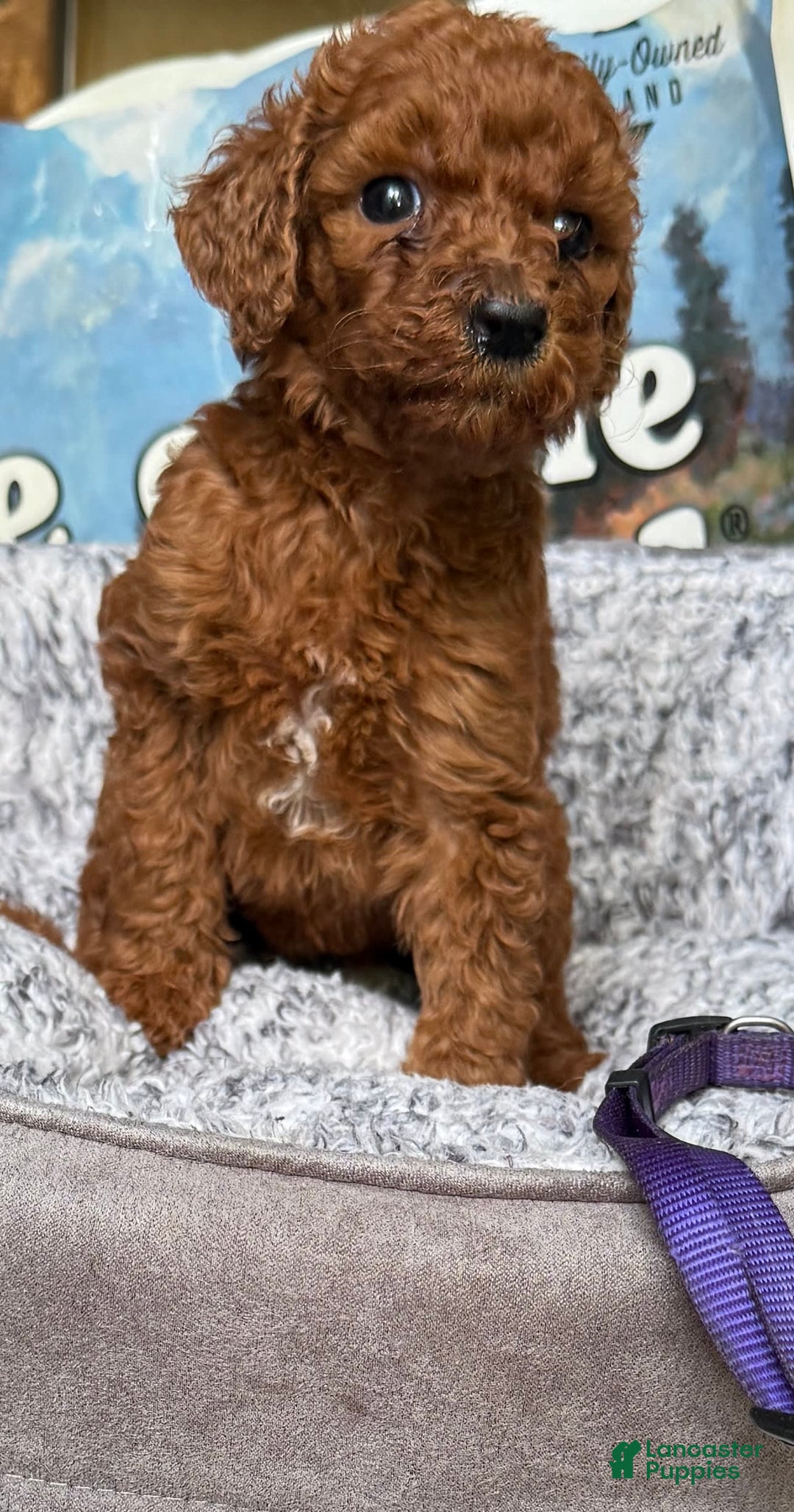 Standard Poodle dogs for sale: Georgette Purple Collar - Image 3