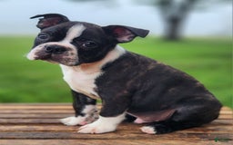 Boston Terrier dogs for sale: Caramel - Image 2