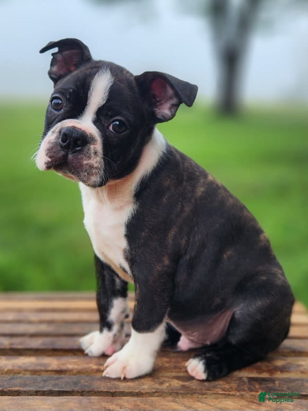 Boston Terrier dogs for sale: Caramel - Image 2
