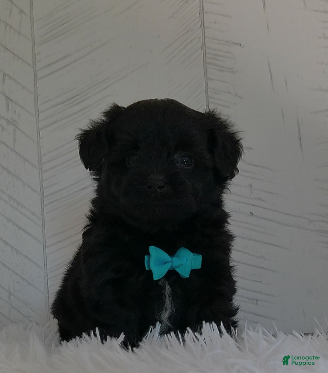 Yorkiepoo dogs for sale: Toby - Image 1