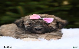 Bichpoo dogs for sale: Lily - Image 4