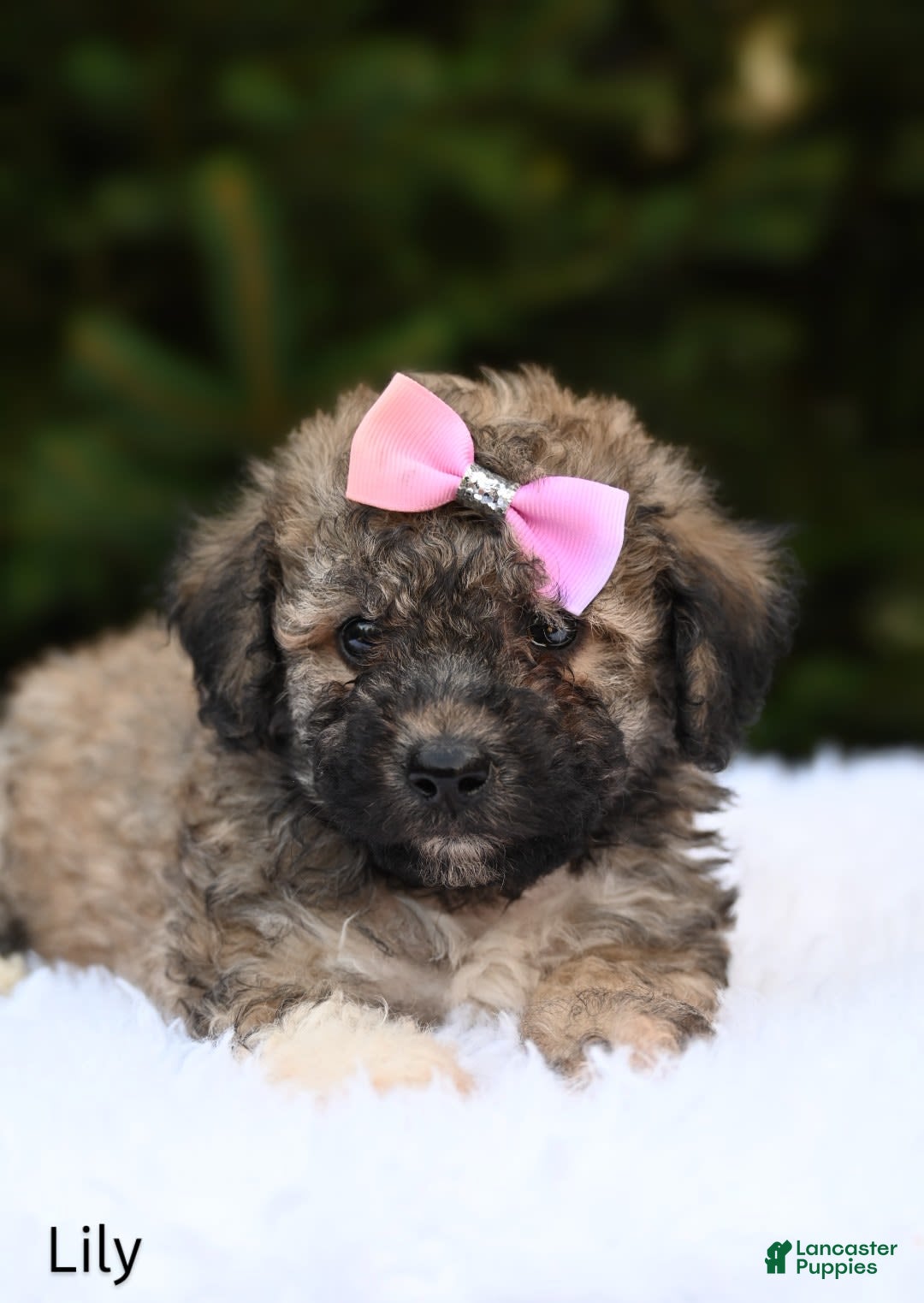 Bichpoo dogs for sale: Lily - Image 4