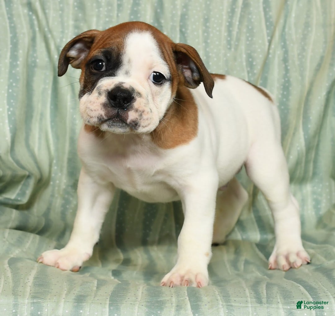 Beabull dogs for sale: King - Image 4