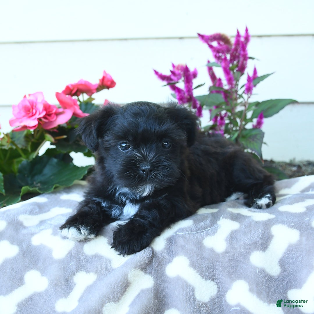 Shorkie dogs for sale: Charles - Image 3