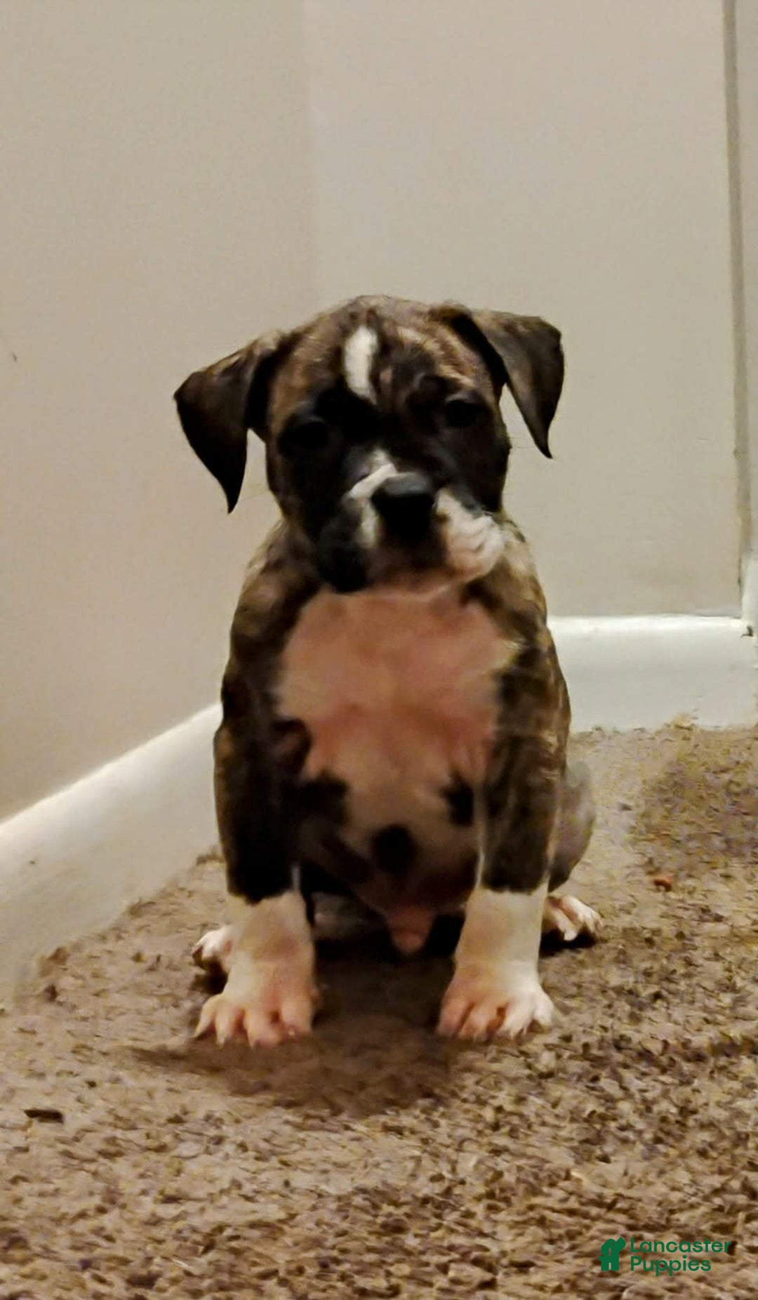 American Bulldog dogs for sale: Bishop - Image 1