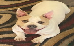 American Bully dogs for sale: Jack - Image 6