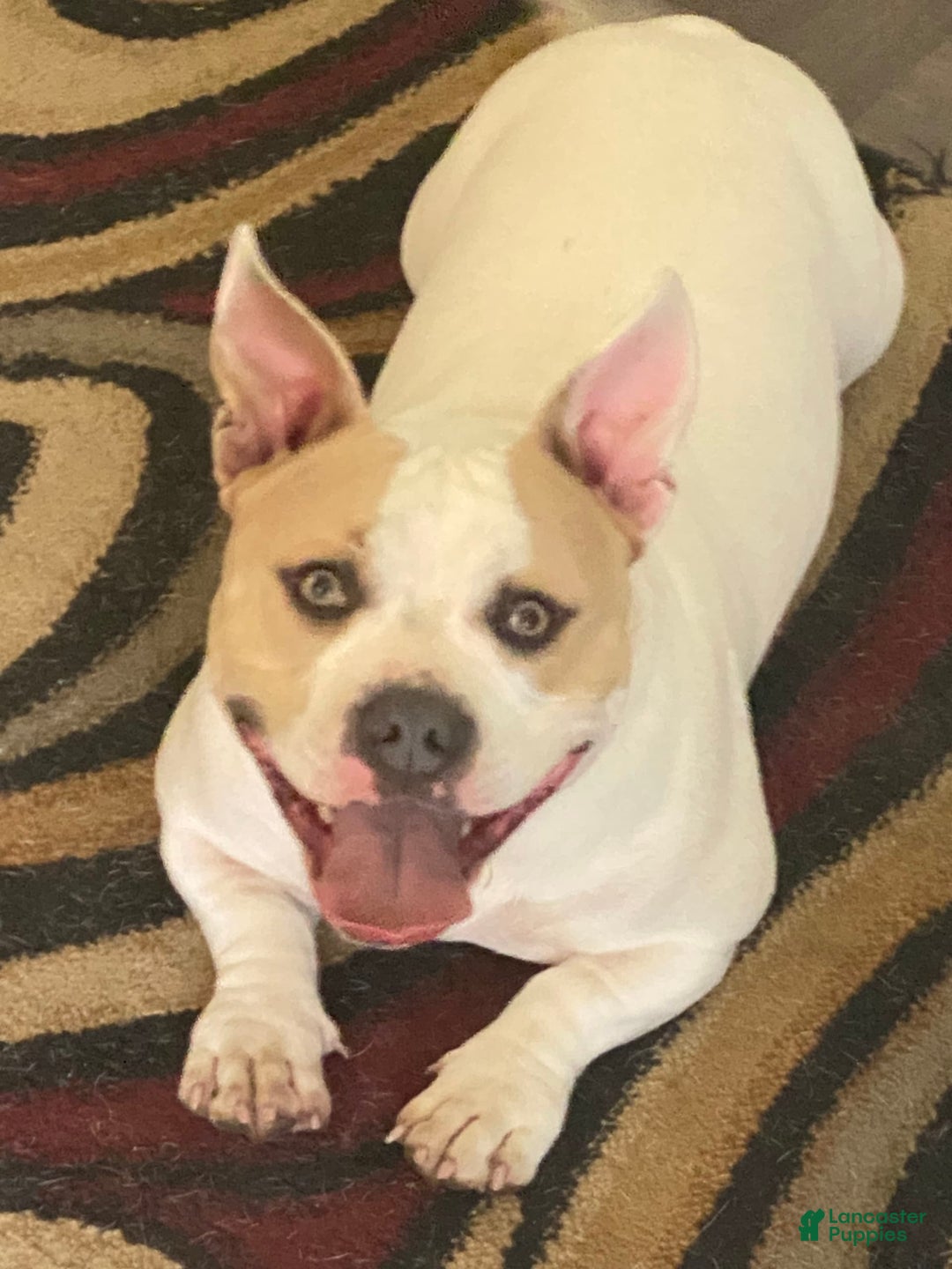 American Bully dogs for sale: Jack - Image 6